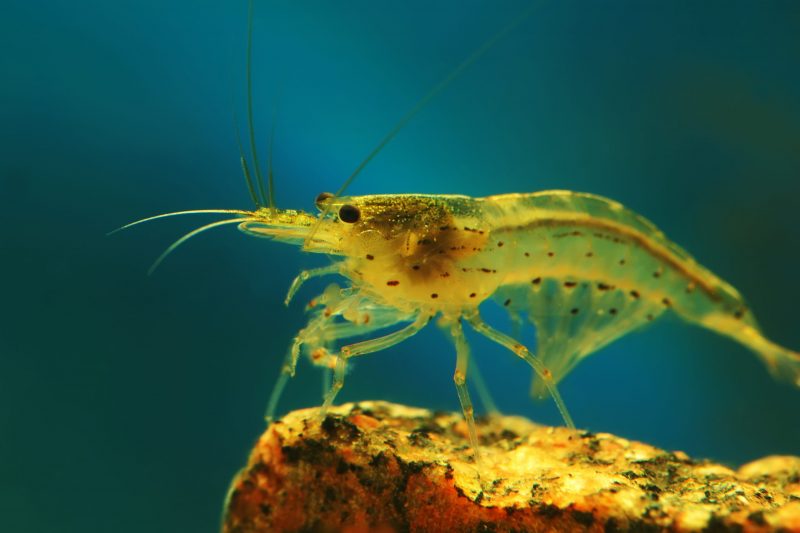 vampire shrimp