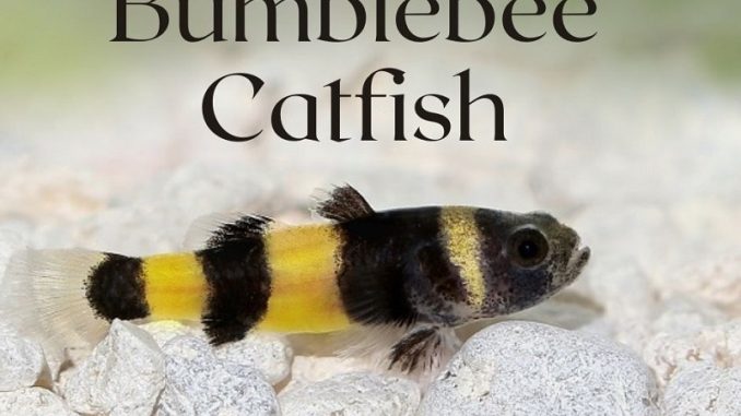 Bumblebee Catfish