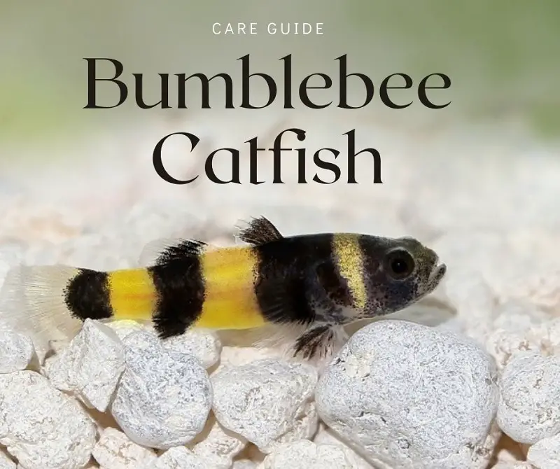 The Ultimate Bumblebee Catfish Care Guide Fishkeeping World