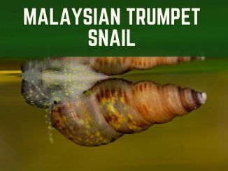 Malaysian Trumpet Snail