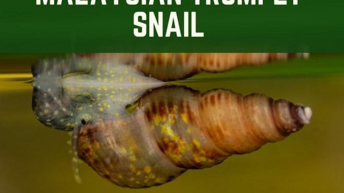 Malaysian Trumpet Snail