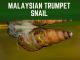 Malaysian Trumpet Snail