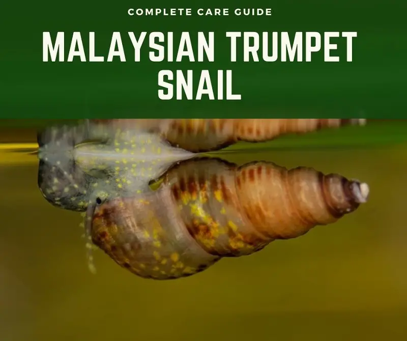 Malaysian Trumpet Snail