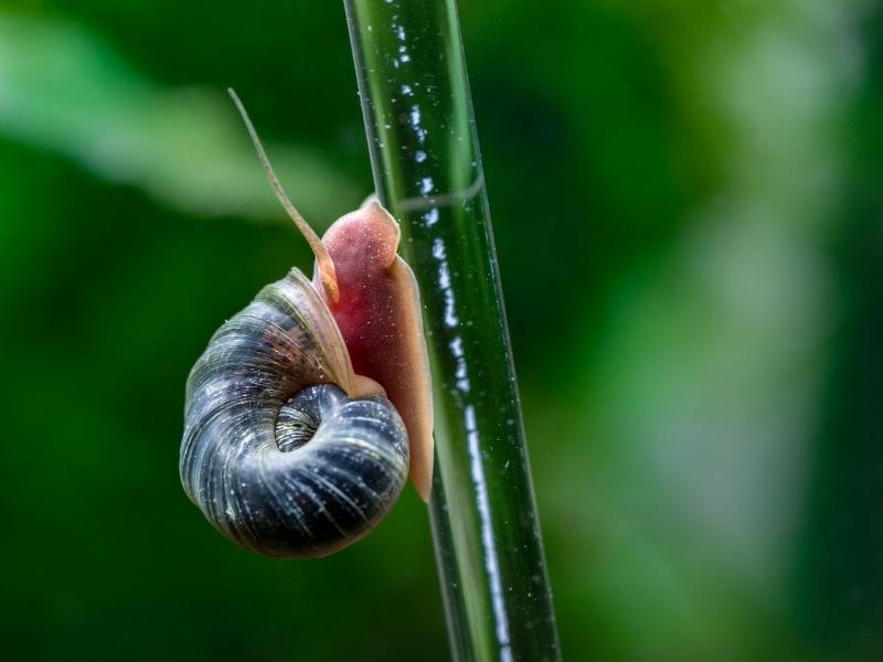 Ramshorn snail care