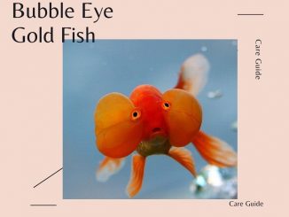 bubble eye goldfish