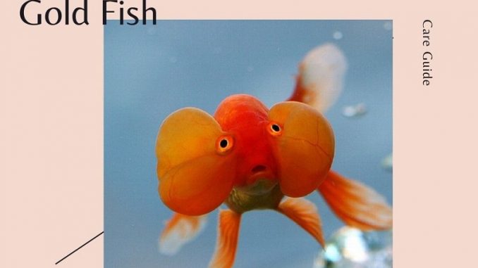 bubble eye goldfish