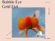 bubble eye goldfish