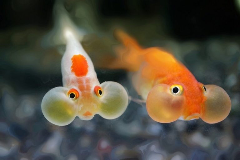 The Bubble Eye Goldfish A Delicate Fancy Fish for ColdWater Aquariums