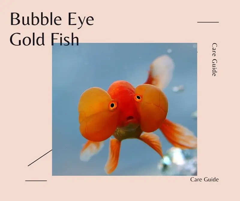 bubble eye goldfish