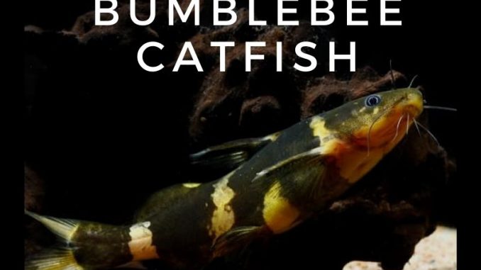 Bumblebee Catfish