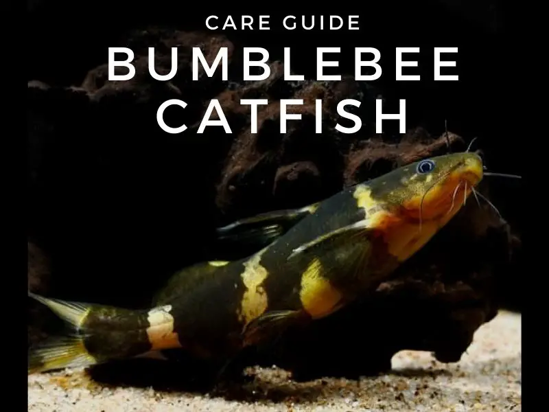 Bumblebee catfish care shop