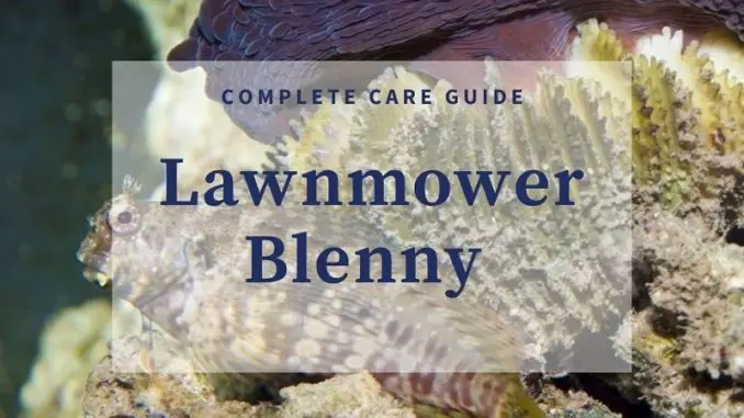 lawnmower blenny