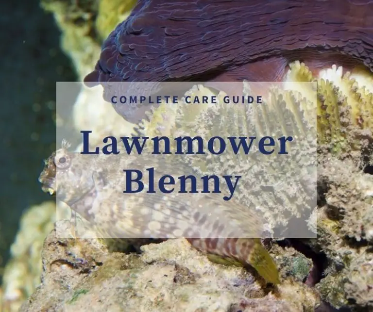 The Ultimate Lawnmower Blenny Care Guide Fishkeeping World