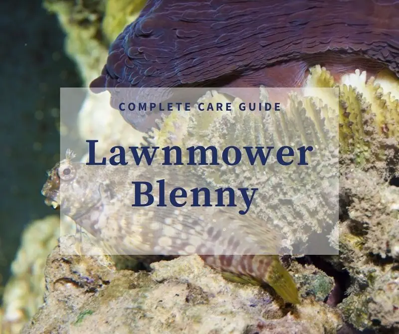 The Ultimate Lawnmower Blenny Care Guide | Fishkeeping World