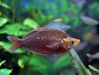 red rainbow fish