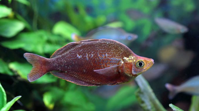 red rainbow fish