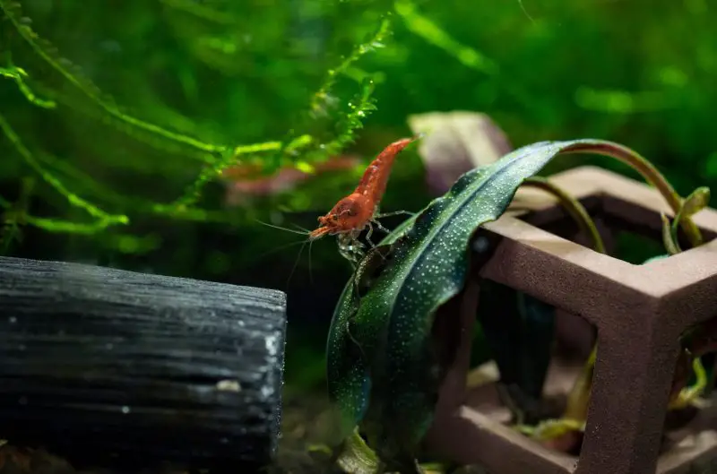 bucephalandra