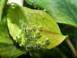 bucephalandra