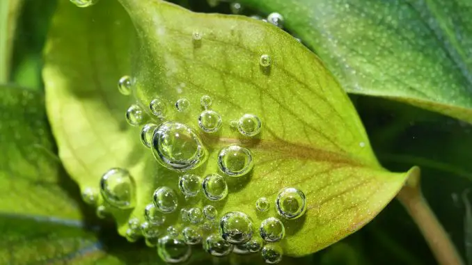 bucephalandra bucephalandra