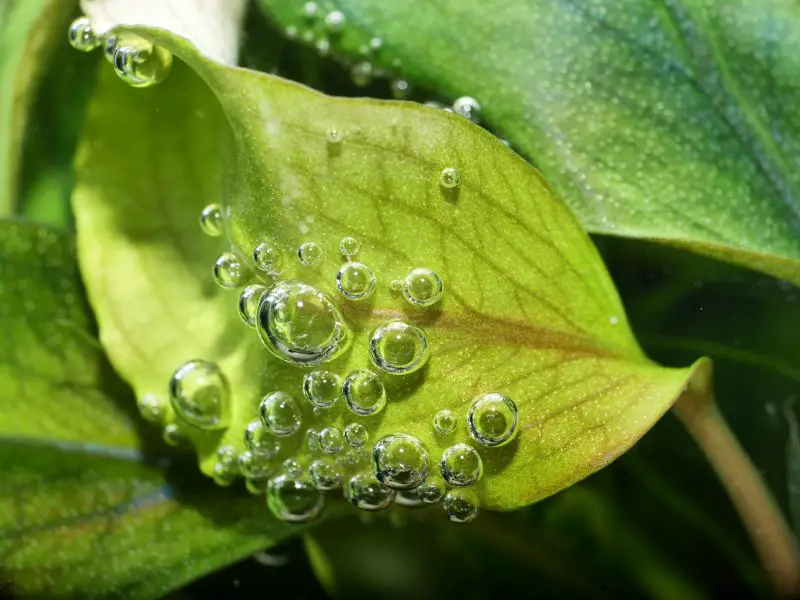 bucephalandra