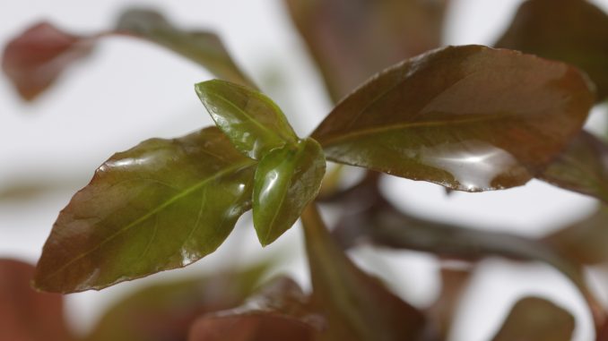 ludwigia repens ludwigia repens