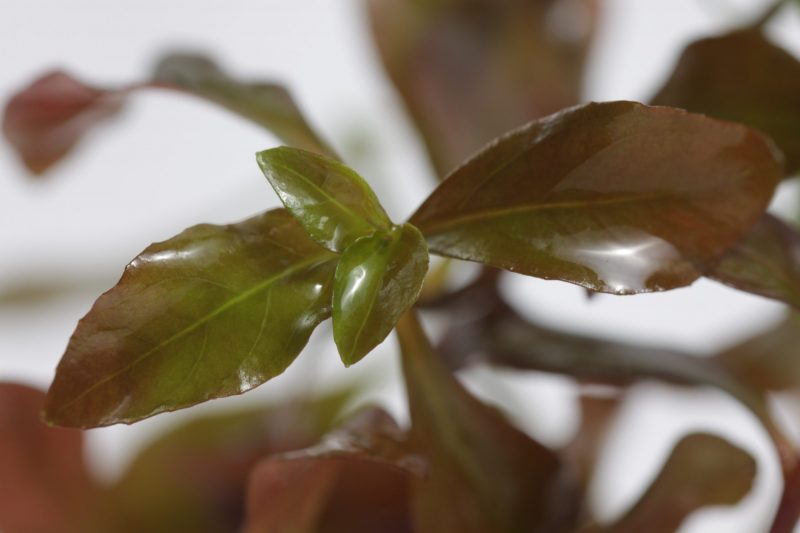 ludwigia repens