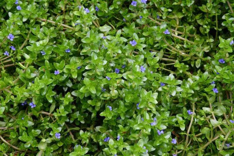 bacopa caroliniana