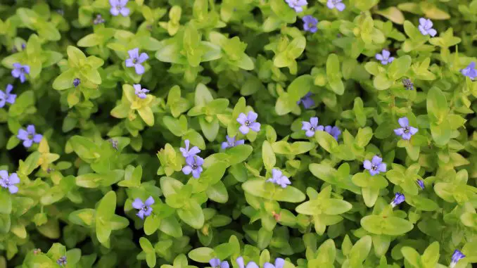 bacopa caroliniana