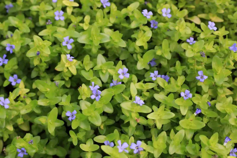 bacopa caroliniana