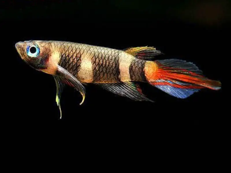 The Complete Guide to Clown Killifish Care - Fishkeeping World
