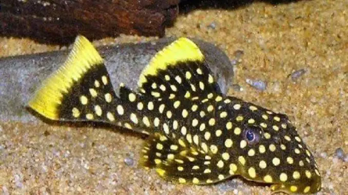 gold nugget pleco