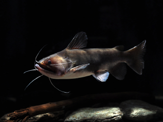 gulper catfish