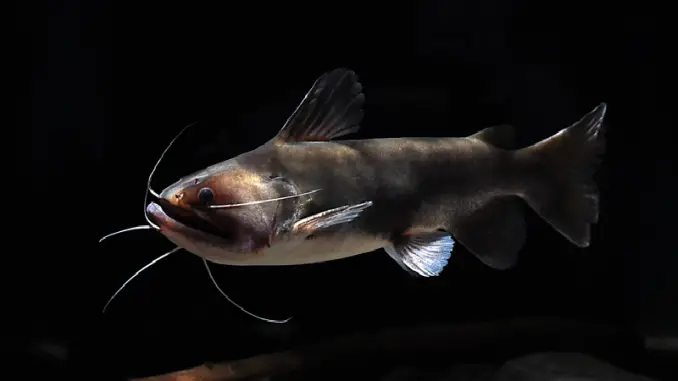 gulper catfish