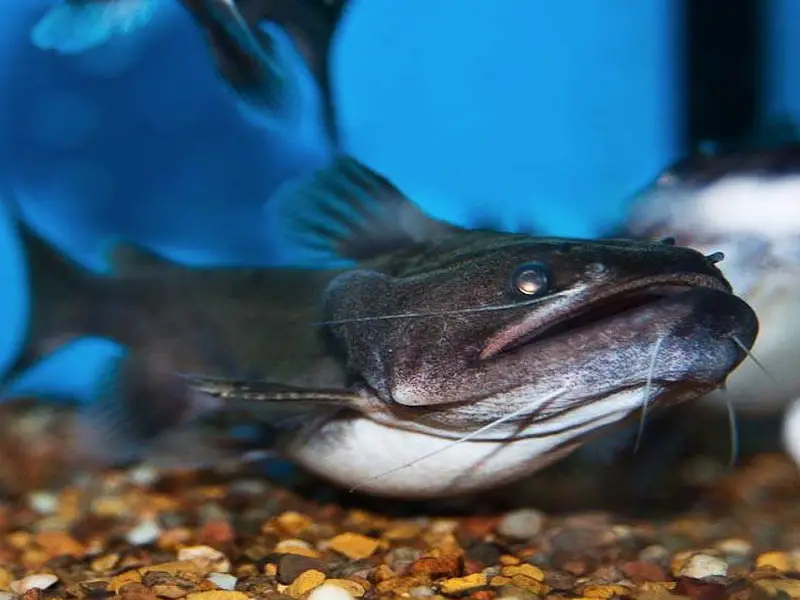 Gulper Catfish are classic-looking catfish, complete with the downturned mo...