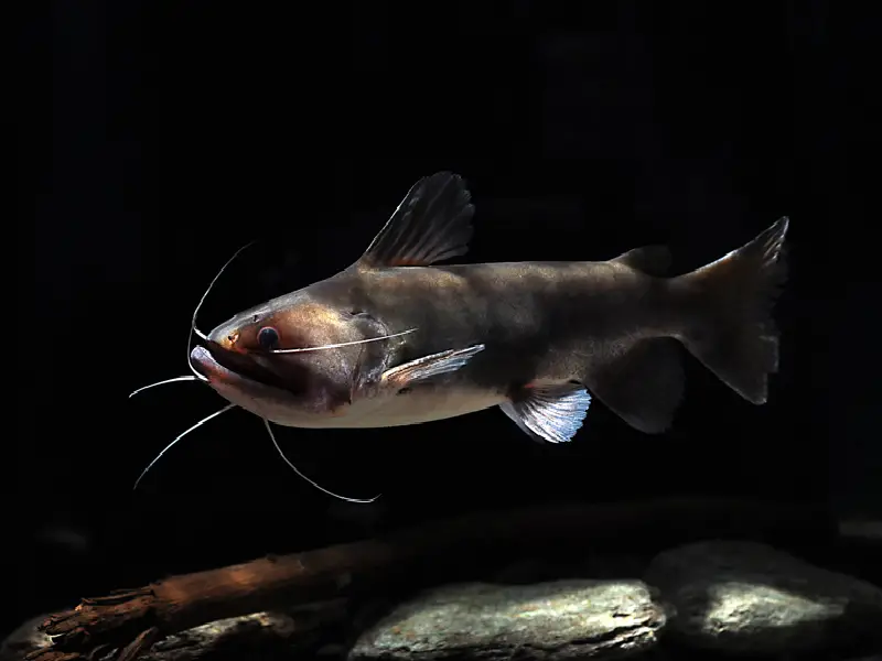 The Complete Guide to Gulper Catfish Care