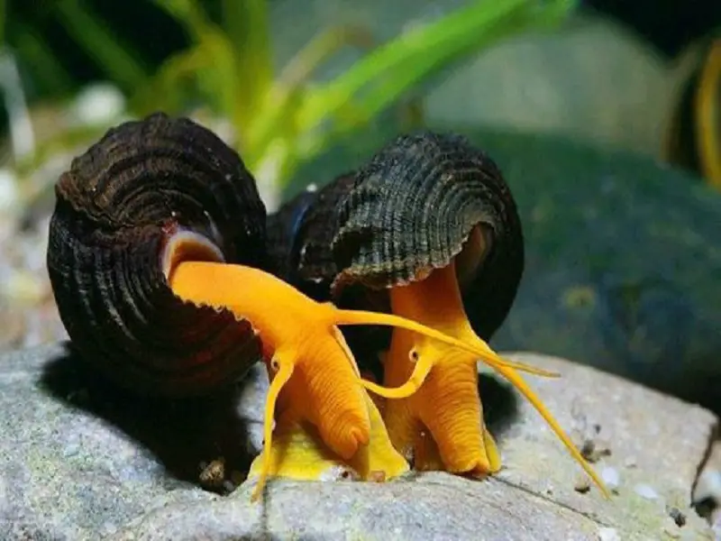 rabbit snail