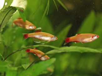 rosy red minnows