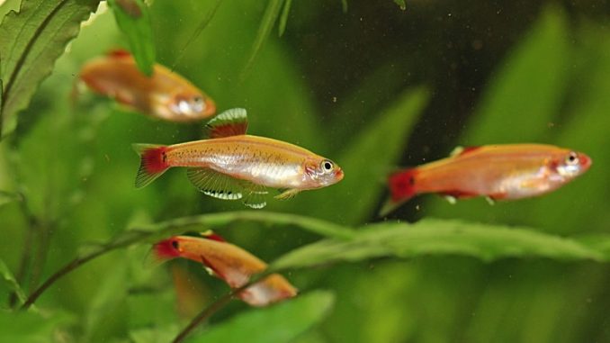 rosy red minnows