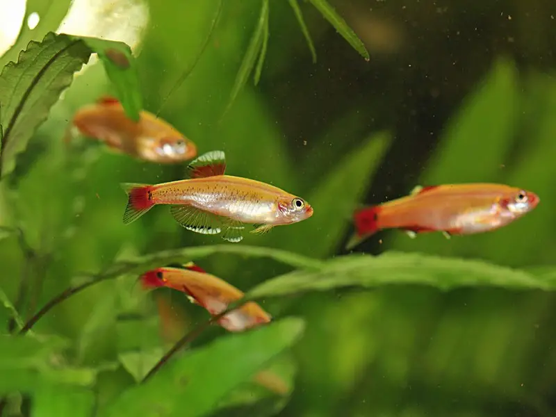 rosy red minnows