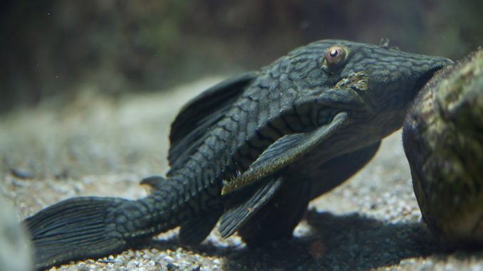 Royal Pleco