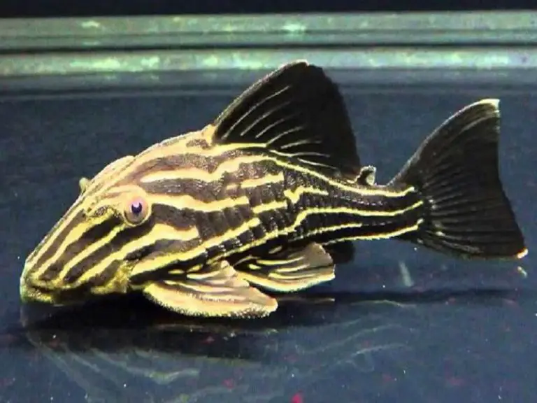 The Complete Guide to Royal Pleco Care | Fishkeeping World