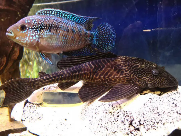 The Complete Guide to Royal Pleco Care Fishkeeping World
