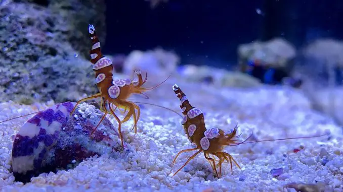 sexy shrimp