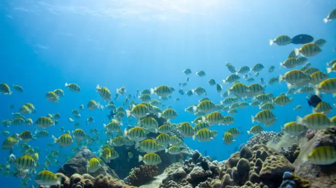 Convict Tang