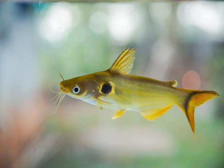 The Complete Guide to Eclipse Catfish Care Fishkeeping World
