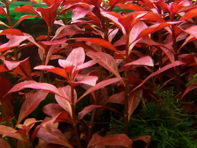 The Best Red Aquarium Plants for Your Aquarium Fishkeeping World