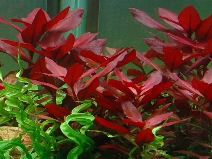 The Best Red Aquarium Plants for Your Aquarium Fishkeeping World