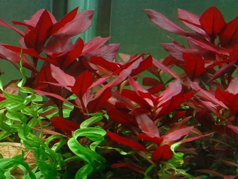 The Best Red Aquarium Plants for Your Aquarium Fishkeeping World