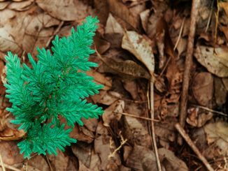 Peacock Fern