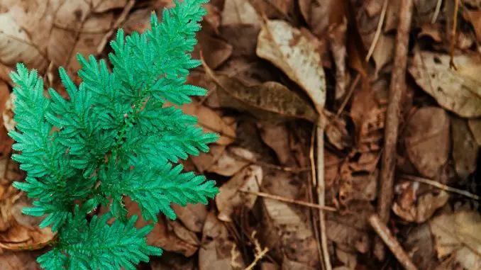 Peacock Fern